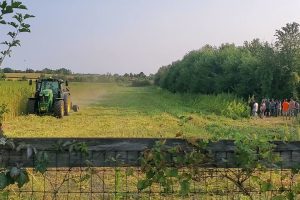 hemp harvest